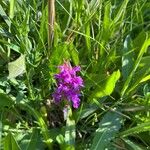Anacamptis palustris Flor