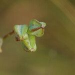 Oenothera filipes Fruit