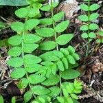 Polemonium pulcherrimum Blad