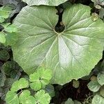 Farfugium japonicum Fuelha