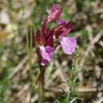 Anacamptis papilionacea Квітка