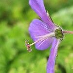 Geranium pratense Flor