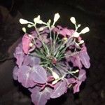 Oxalis hedysaroides Flower