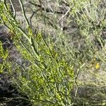 Parkinsonia florida List