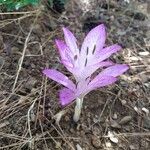 Colchicum variegatum Цвят