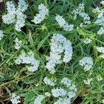Heliotropium longiflorum फूल