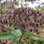 Daucus decipiens Vaisius