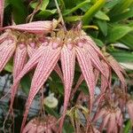 Bulbophyllum longissimum Flor