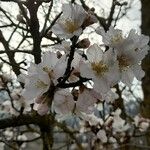 Prunus dulcis फूल