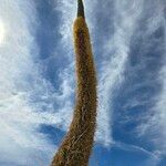 Agave filifera Flower