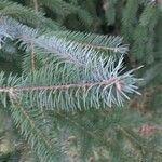 Picea sitchensis Foglia