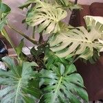 Monstera deliciosaЛист