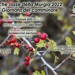 Crataegus pentagyna Gyümölcs