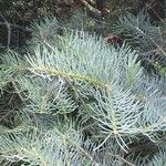 Abies concolor Leaf