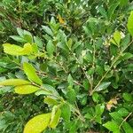 Syzygium smithii Leaf