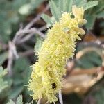 Prosopis farcta Flower