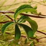 Distimake aegyptius पत्ता
