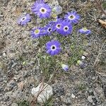 Brachyscome iberidifolia Habit