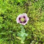 Papaver somniferum Cvet