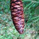Picea brachytyla Otro