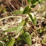 Stachys annua Листок