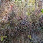 Tillandsia fasciculata Blad