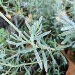 Lavandula dentata Ліст