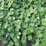 Geranium versicolor Celota