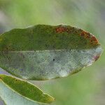 Syzygium borbonicum Leaf