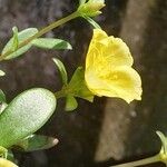 Portulaca quadrifida Flower