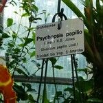 Psychopsis papilio Ostatní