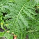 Achillea macrophylla 葉