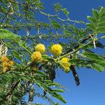 Acacia nilotica Virág