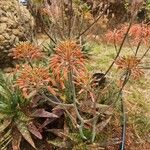 Aloe lateritia Çiçek