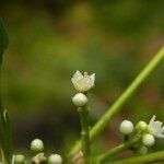 Melicope borbonica Çiçek