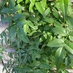 Jasminum polyanthum Leaf