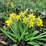 Narcissus jonquilla 葉