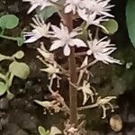 Tiarella cordifolia Blomma