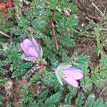 Erodium acaule Blomst