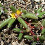 Portulaca halimoides Характер