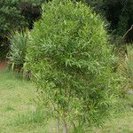 Olea lancea Staniste