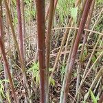 Helianthus salicifolius പുറംതൊലി