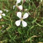 Raphanus raphanistrum Flower