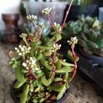 Crassula pubescens पत्ता