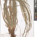 Carex tsaratananensis Otro