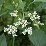 Stevia ovata Flor