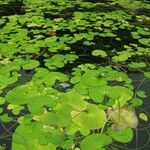 Nymphaea tetragona Habitus