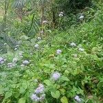 Ageratum houstonianumFlower