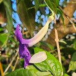 Thunbergia erecta Floare