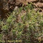 Bupleurum spinosum Habit